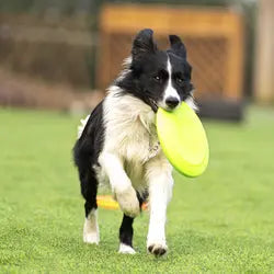 Rubber Dog Flying Disc
