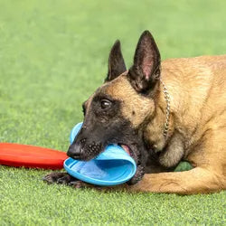 Rubber Dog Flying Disc